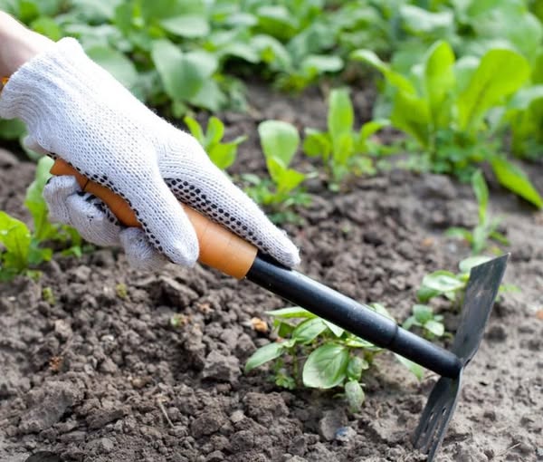 School Garden Donations Needed! 
