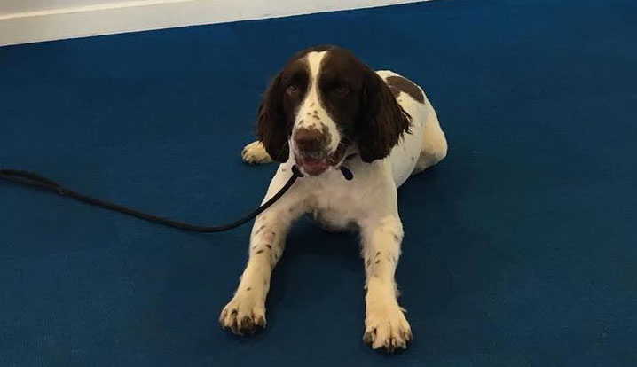 Welcome Buddy! The Aylesford School dog